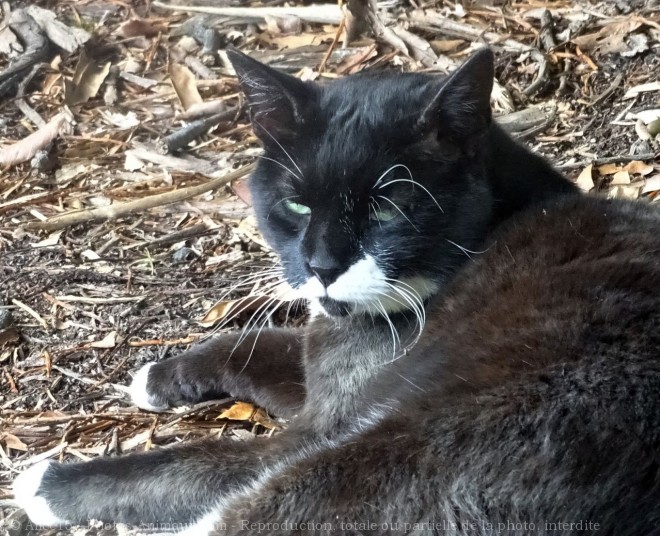 Photo de Chat domestique