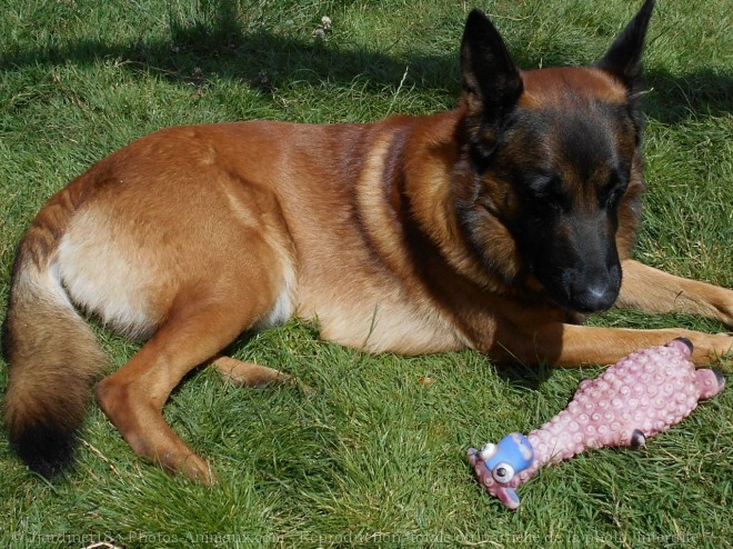 Photo de Berger belge malinois