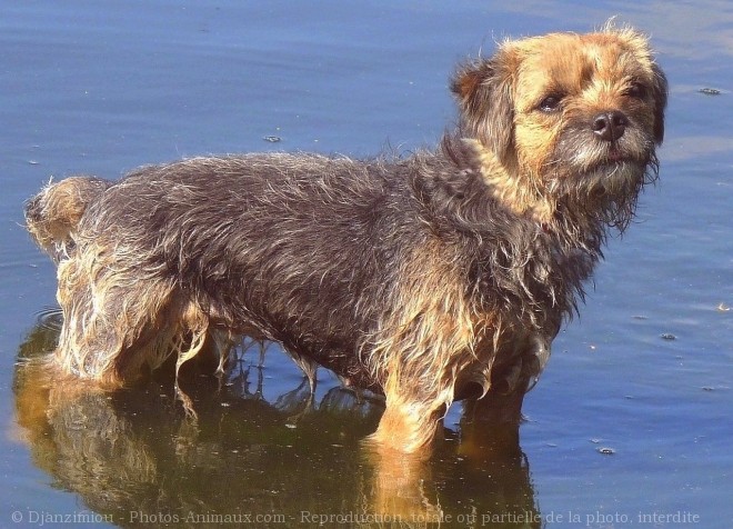 Photo de Border terrier