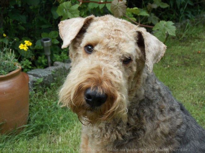 Photo d'Airedale terrier