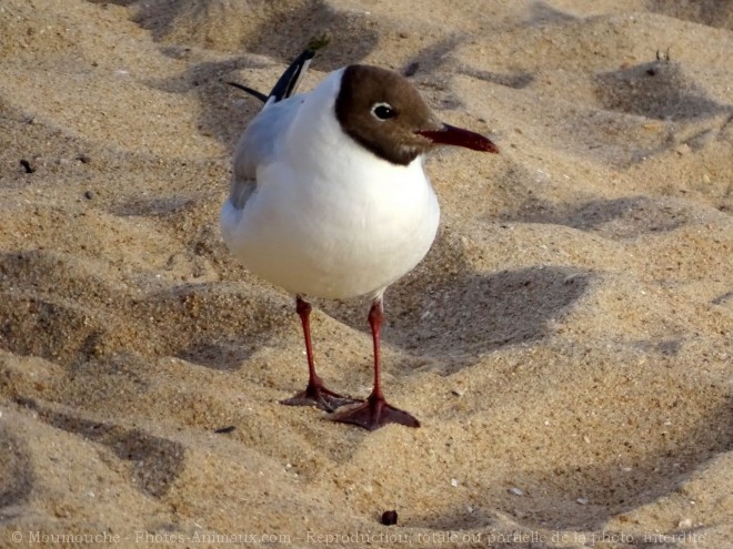 Photo de Mouette