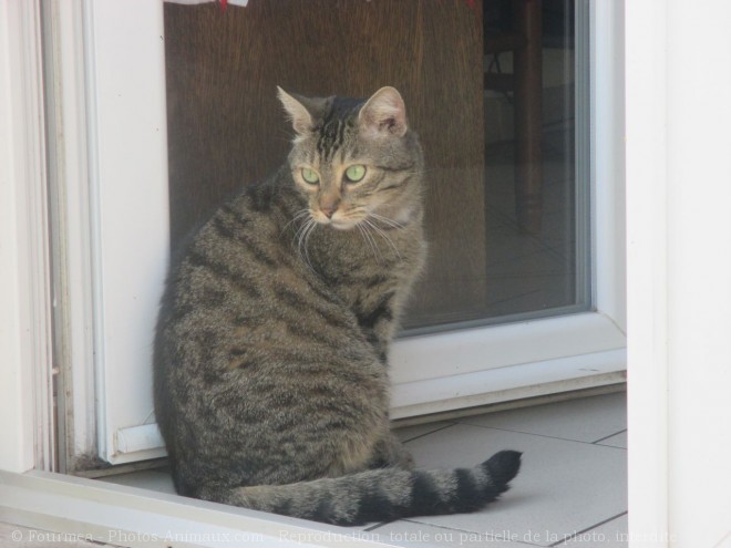 Photo de Chat domestique