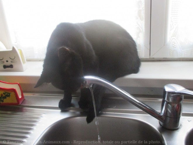 Photo de Chat domestique