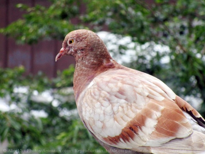 Photo de Pigeon