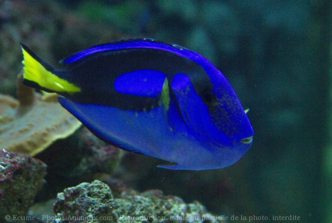 Photo de Poisson - chirurgien bleu