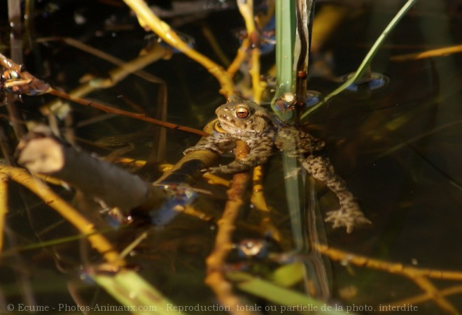 Photo de Grenouille