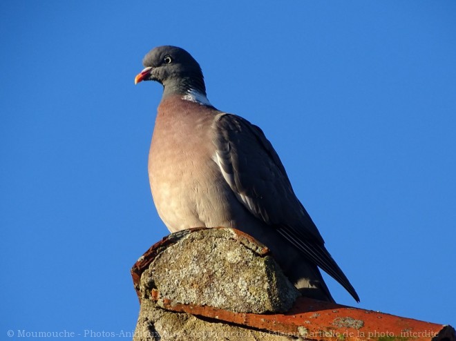 Photo de Pigeon - ramier