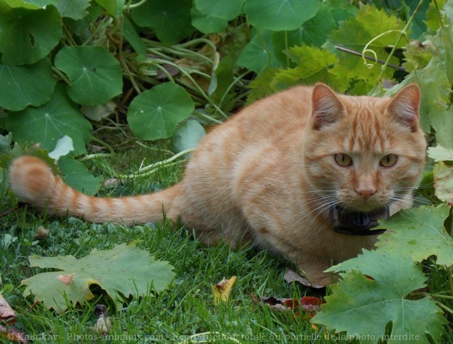 Photo de Chat domestique