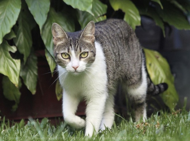 Photo de Chat domestique