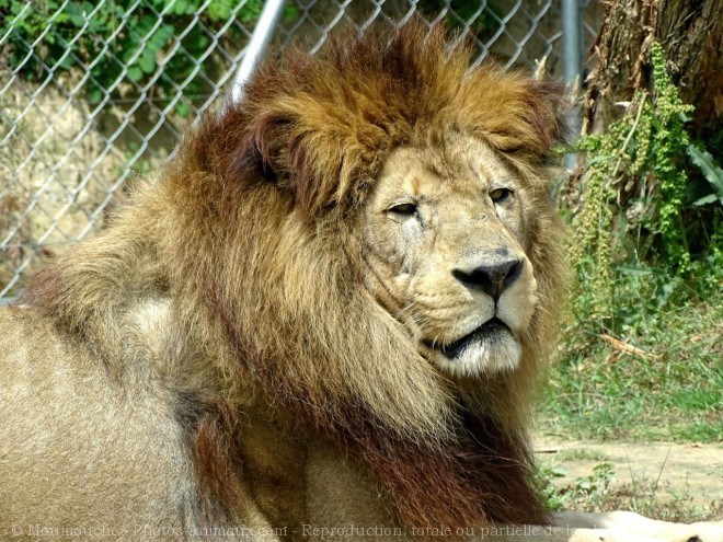 Photo de Lion