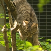 Photo de Chat sylvestre