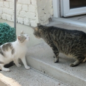 Photo de Chat domestique