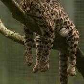 Photo de Chat margay