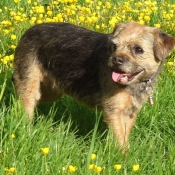 Photo de Border terrier