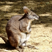 Photo de Wallaby