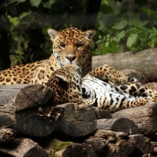 Photo de Jaguar