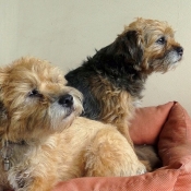 Photo de Border terrier