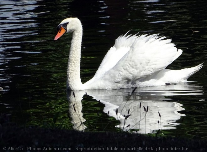 Photo de Cygne