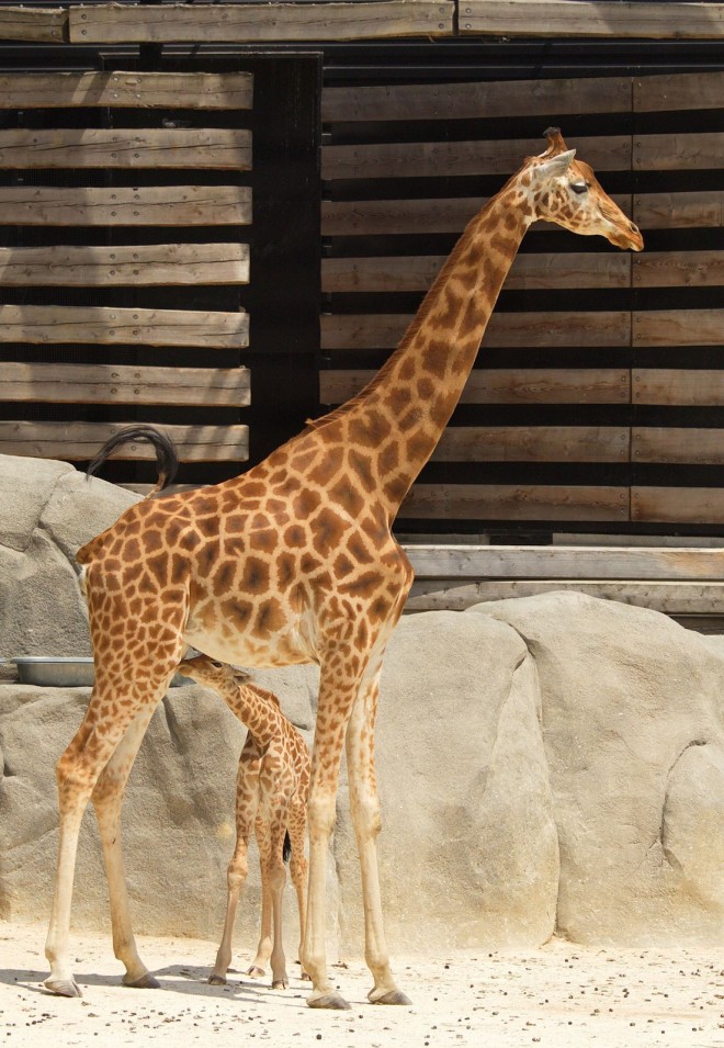 Photo de Girafe