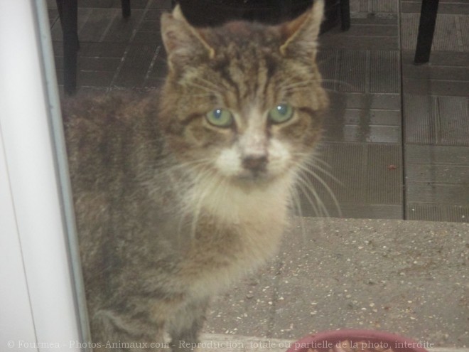 Photo de Chat domestique