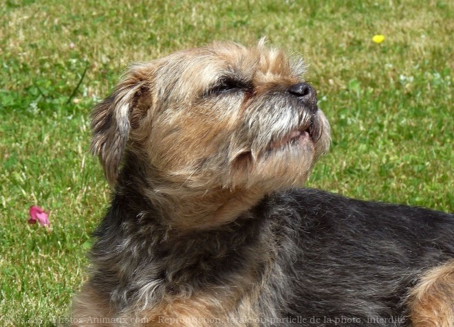 Photo de Border terrier