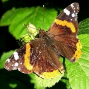 Photo de Papillon - vulcain