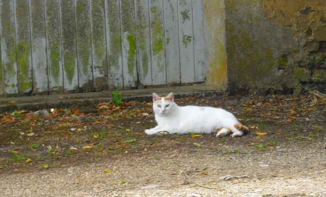 Photo de Chat domestique