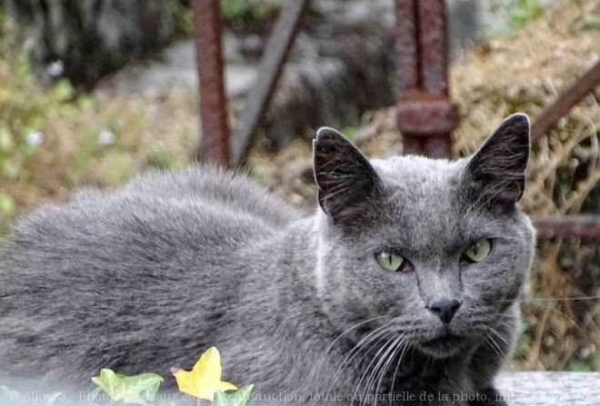 Photo de Chat domestique