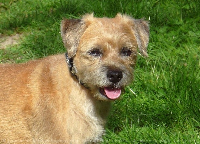 Photo de Border terrier