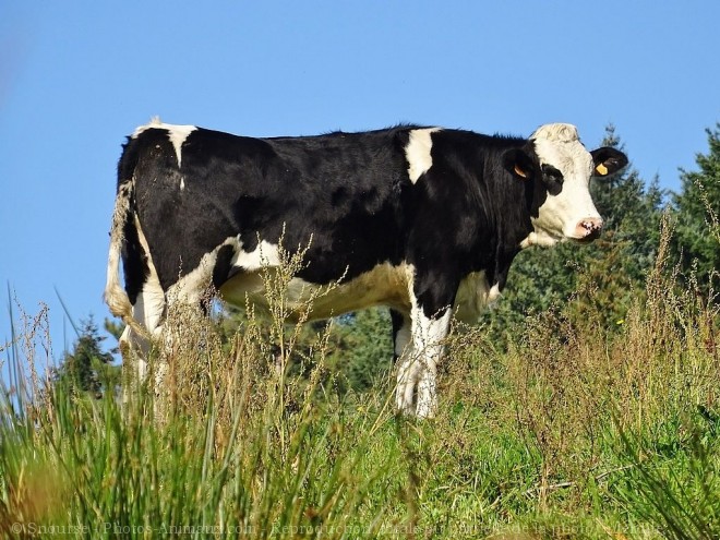 Photo de Vache - prim holstein