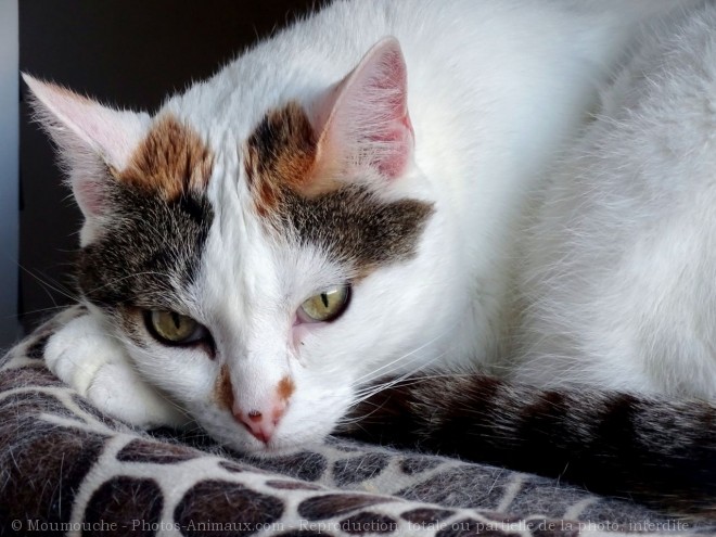 Photo de Chat domestique