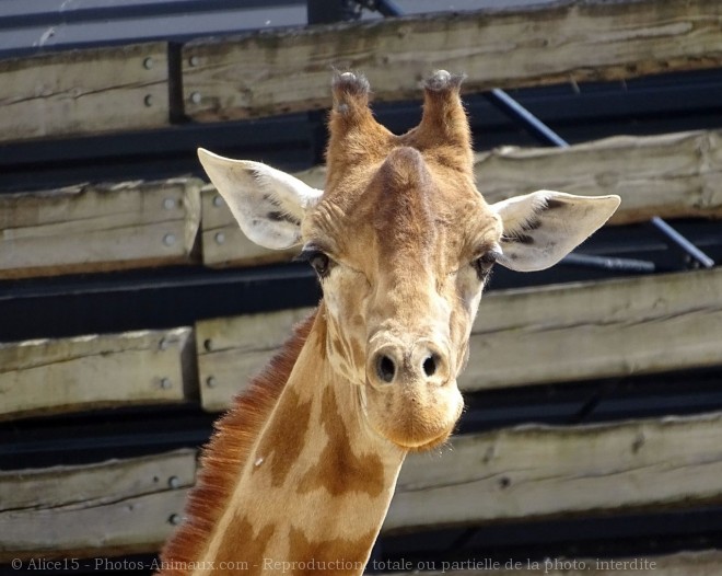 Photo de Girafe