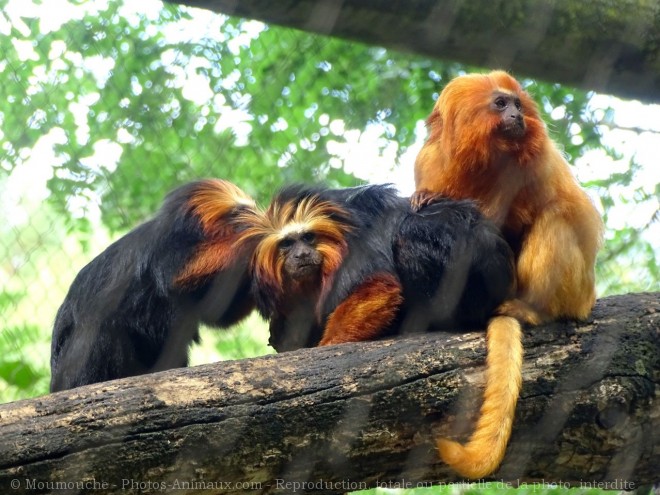 Photo de Singe - tamarin lion dor