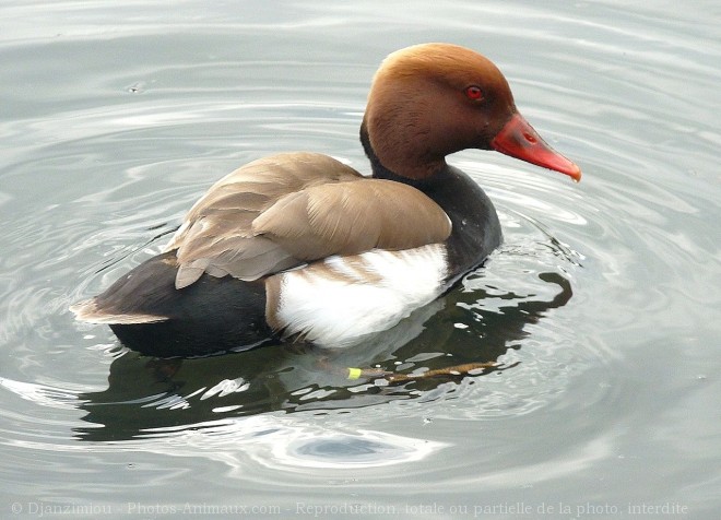 Photo de Canard nette rousse