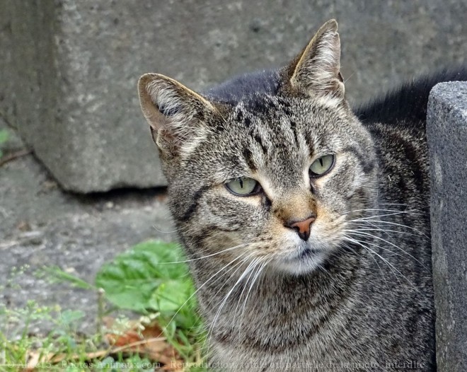 Photo de Chat domestique