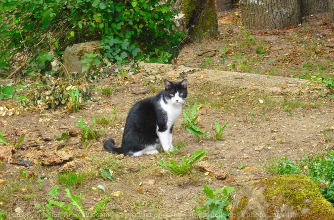 Photo de Chat domestique