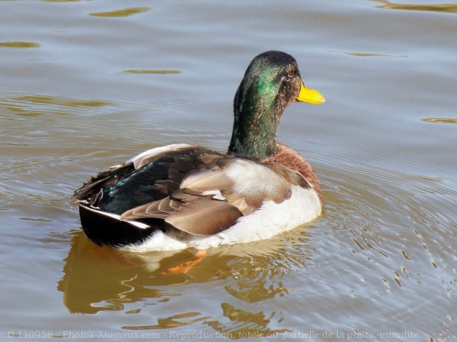 Photo de Canard colvert