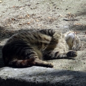 Photo de Chat domestique