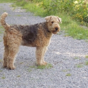 Photo d'Airedale terrier