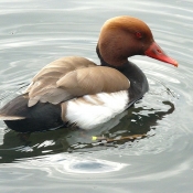 Photo de Canard nette rousse