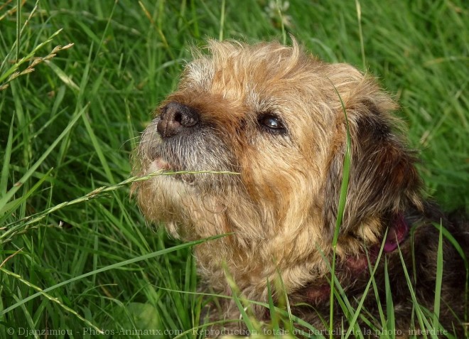 Photo de Border terrier