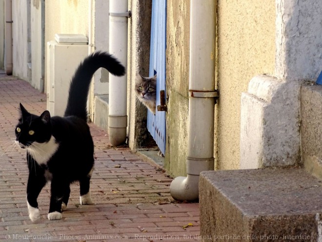 Photo de Chat domestique