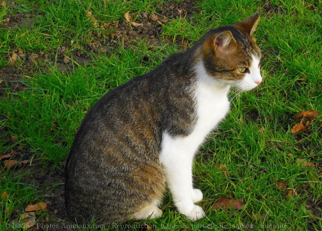 Photo de Chat domestique