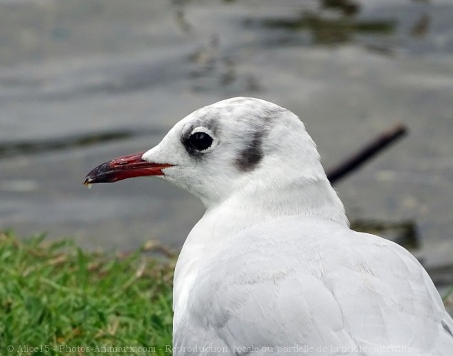 Photo de Mouette