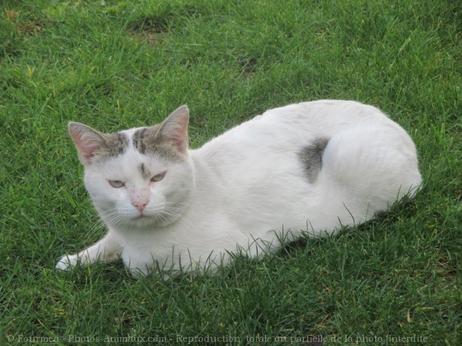 Photo de Chat domestique