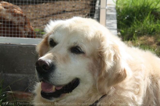 Photo de Golden retriever