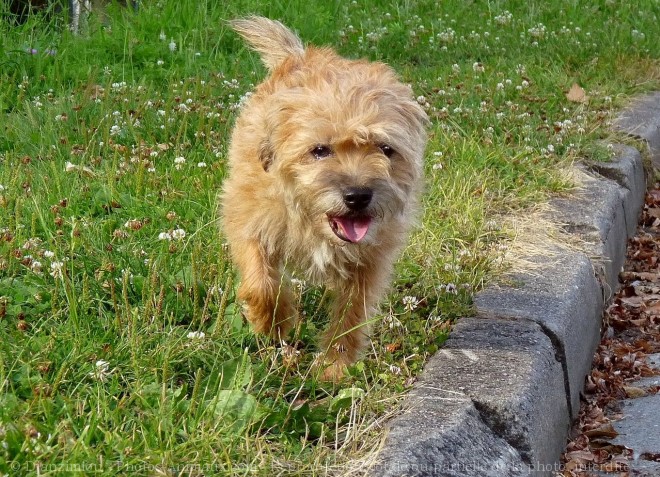 Photo de Border terrier