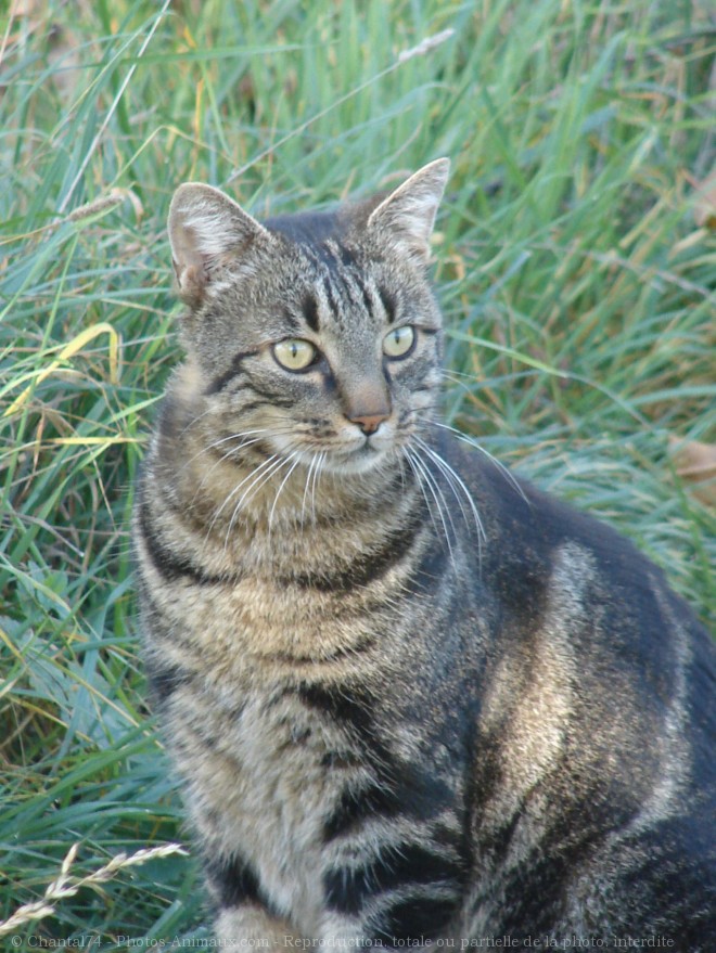 Photo de Chat domestique