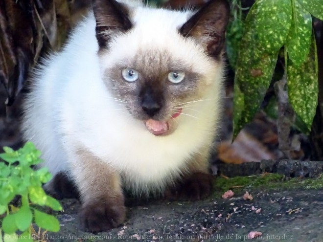 Photo de Chat domestique