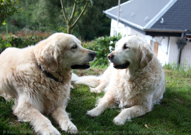 Photo de Golden retriever